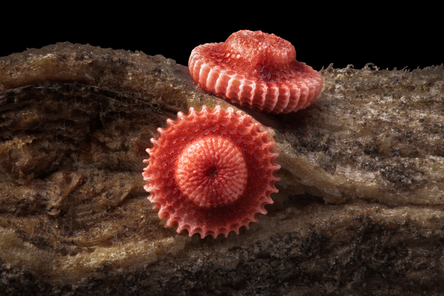 Two red-pink, circular objects shaped like broad-brimmed hats are positioned on a textured brown material. 