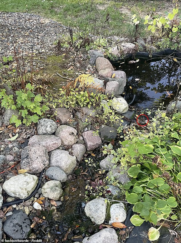 The small bird is perched on a rock at the edge of the stream. The creature's coloring blends in with the dark water, making it almost impossible to spot