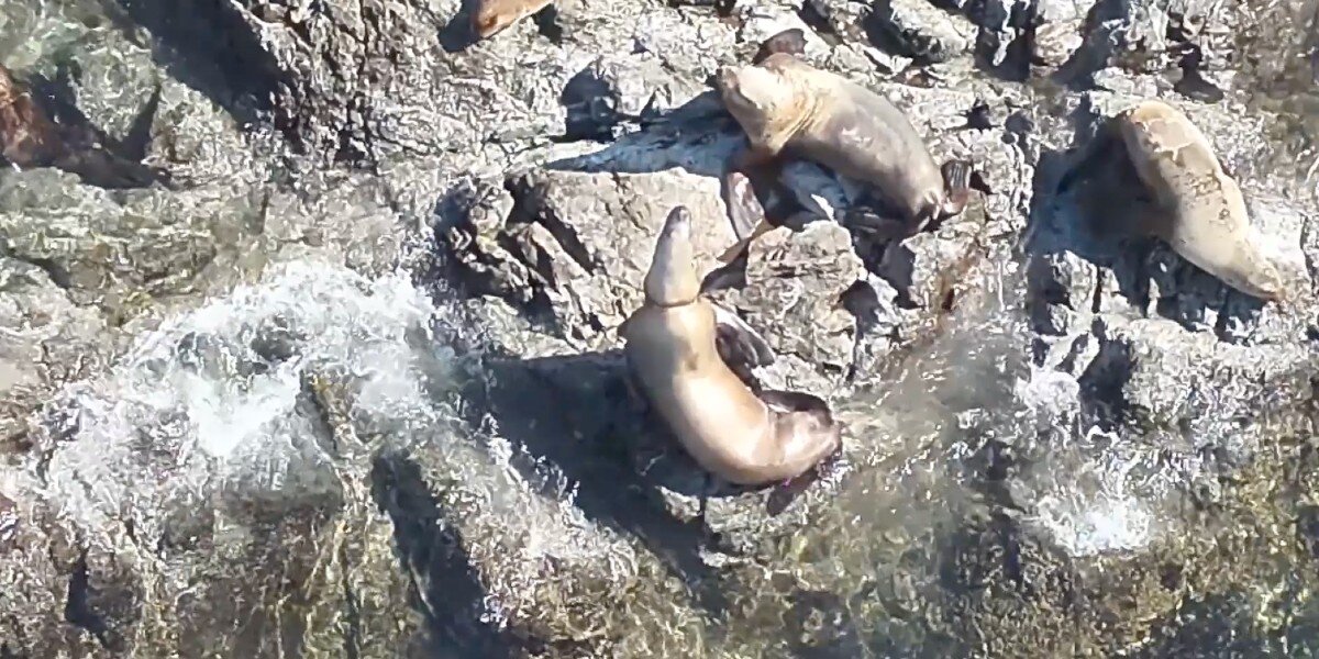  Rescuers Race To Save The Life Of Sea Lion With Plastic Stuck Around Her Neck