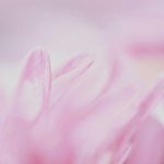 Sudan paramilitary group takes key city of el-Fasher after 18-month siege – live updates