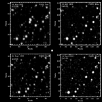 Modern medicine depends on a prehistoric crab near extinction