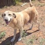 Giants Notes: Vitello, Hyde, Coaching Staff