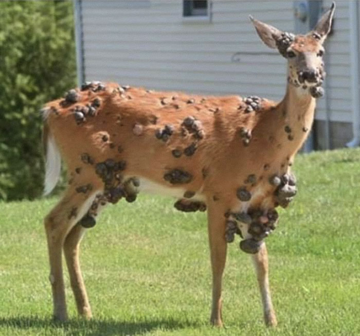 Deer with large tumors on body, showing signs of zombie deer disease detected in southern state emergency response area.