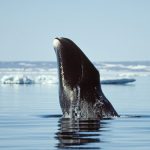 Betting Cincinnati-Utah: Why to take the Bearcats and the points against the Utes