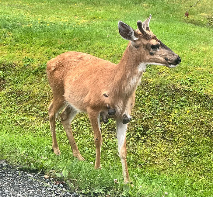 Young deer standing on grass with signs of zombie deer disease, highlighting wildlife health concerns in a southern state.