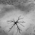 Apple This November: iOS 26.2 Beta, Rumored New Products, and More