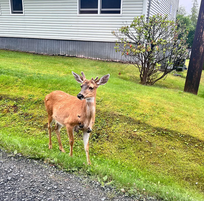 Deer standing near a residential area, highlighting concerns about Zombie Deer Disease detected in a southern state.