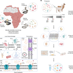 Online brain training reverses 10 years of aging in memory and learning