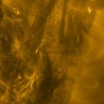 Did Neanderthals eat anything other than meat?