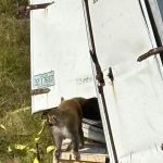 Oppo Find X9 Pro’s massive 7,500mAh battery arrives in Europe