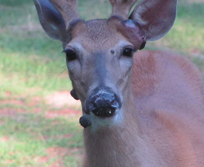 Deer showing symptoms of zombie deer disease with visible growths on face and neck in a natural outdoor setting.