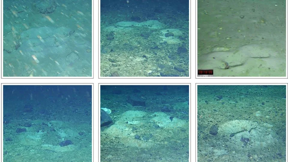 Nests of the yellowfin notie can appear in different shapes, like a cluster, crescent or line (top, left to right), or oval, sharp U and singular (bottom, left to right). - Dr. Michelle Taylor/Weddell Sea Expedition 2019