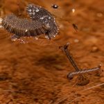 Joe Flacco’s status for Sunday vs. Bears in question with shoulder injury