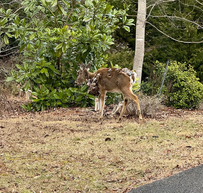 Deer showing severe symptoms of zombie deer disease in a wooded area as authorities respond to the outbreak in southern state.