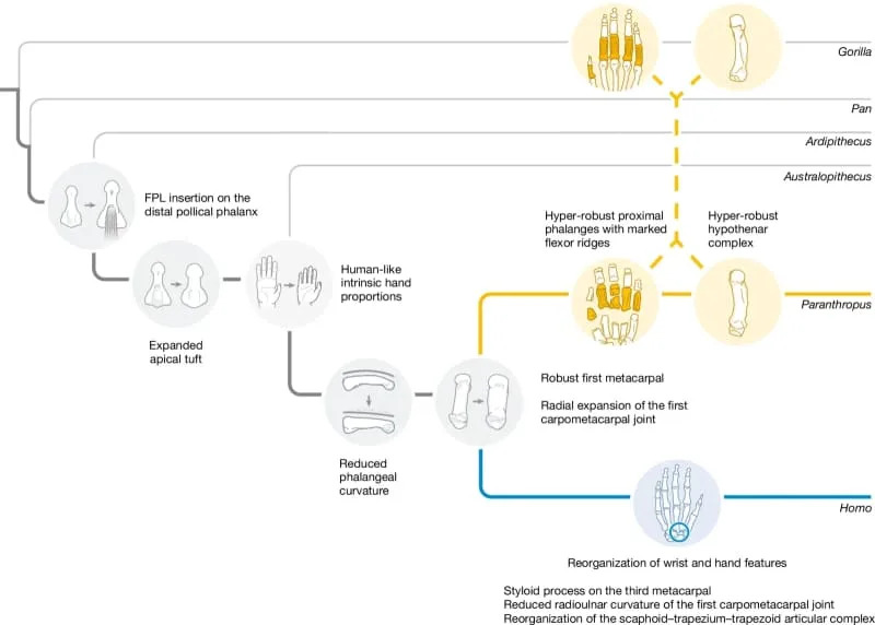 Summary of ancestral state reconstructions highlighting key inferred transitions in hominin hand evolution. (CREDIT: Nature)