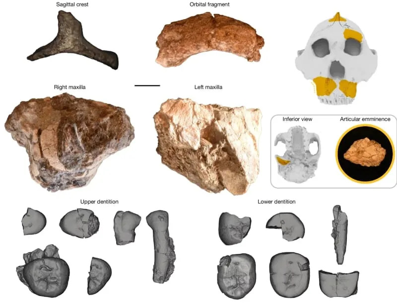 Diagnostic craniodental elements of KNM-ER 101000 shown in anatomical position against a silhouette of the reconstructed OH 5 cranium. (CREDIT: Nature)