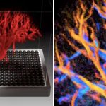 Trump appears to suggest US will resume nuclear testing