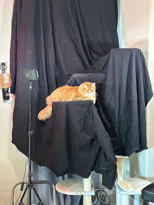 A fluffy orange cat lies on a cat tree covered in black fabric, surrounded by draped black sheets. A small standing light is positioned to the left, illuminating the cat.
