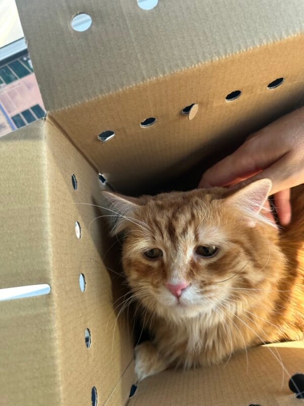 A fluffy orange cat sits inside a cardboard box with air holes, being gently petted by a hand. The cat looks calm but slightly apprehensive.