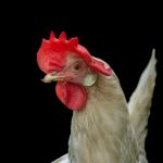 26 Celebs Who Dressed As Celeb Couples For Halloween, Ranging From Super Cute To Super Controversial – BuzzFeed