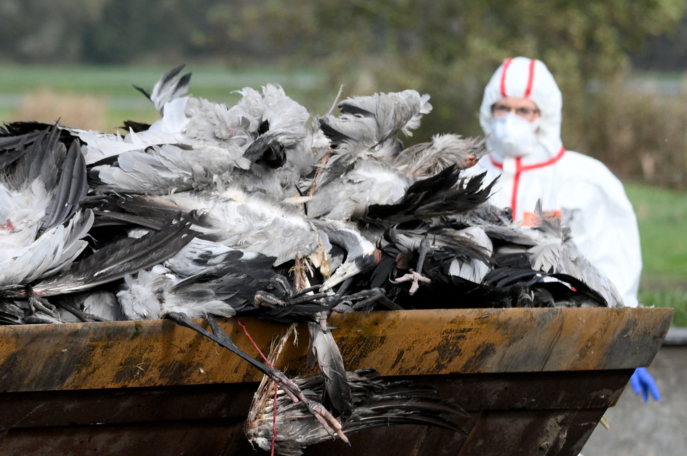 Bodies of birds in the bucket of a wheel loader