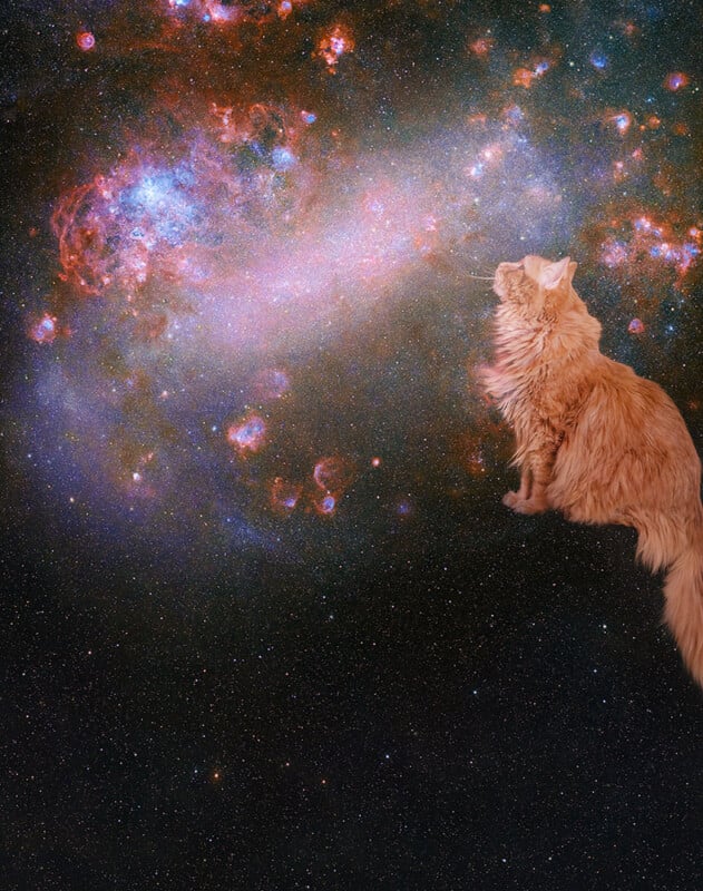 A fluffy orange cat appears to be lying in space, gazing up as swirling, colorful galaxies and stars fill the background, creating a surreal, dreamy scene.