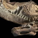 Rosie O’Donnell Speaks Out About Daughter Chelsea’s ‘Scary Future’ as She’s Given Prison Time