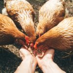 Homeland Security Boss Kristi Noem To Give Update On Chicago ICE Operation — From Indiana