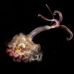 Report: Broncos don’t plan to put Pat Surtain on IR