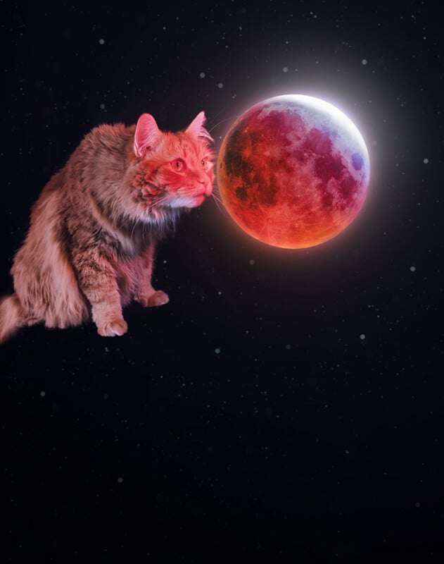 A fluffy cat with reddish fur appears to be sniffing or touching a glowing red moon against a starry night sky background.