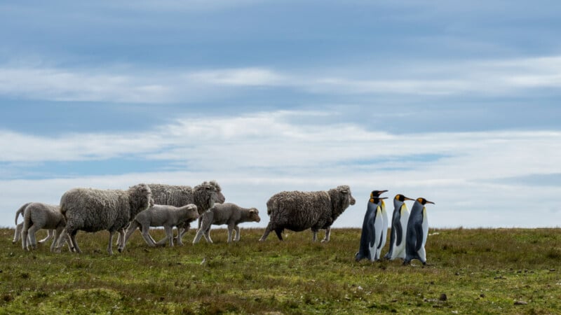 A group of sheep and lambs graze on grass while four king penguins walk nearby under a cloudy sky, all on an open field.