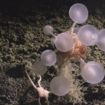 Alphabet hikes capex again after earnings beat on strong ad, cloud demand