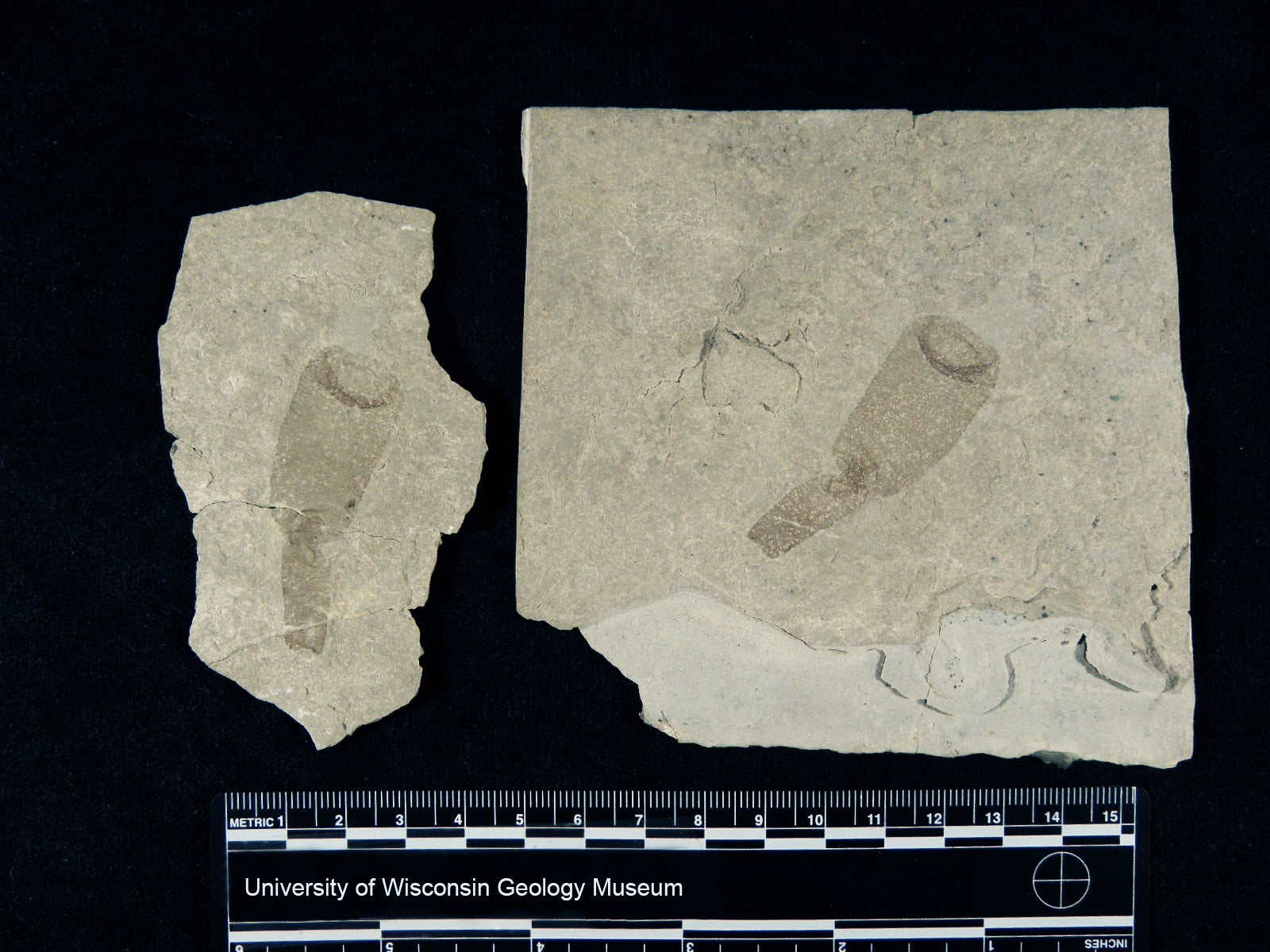 Two limestone rock slabs with fossilized cylindrical objects, placed on a black background with a ruler for scale and labeled University of Wisconsin Geology Museum.