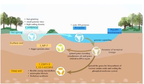 A Diagram Showing The Evolutionary History From An Aquatic Organism And Adaptive Traits Of Csp1 3 Phylum For Each Habitat.