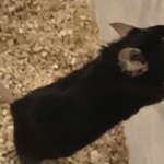 Google Gemini is coming to your smart speakers, right now!