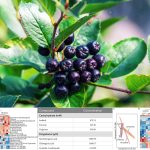 Roșie O’Donnell’s daughter sentenced to prison: What to know