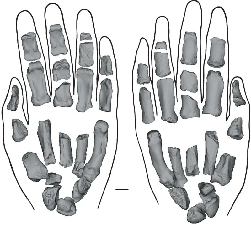 Reconstructed left hand of KNM-ER 101000. Palmar (left) and dorsal (right) views. (CREDIT: Nature)