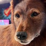 Physicists capture trillion degree heat from the Big Bang’s primordial plasma