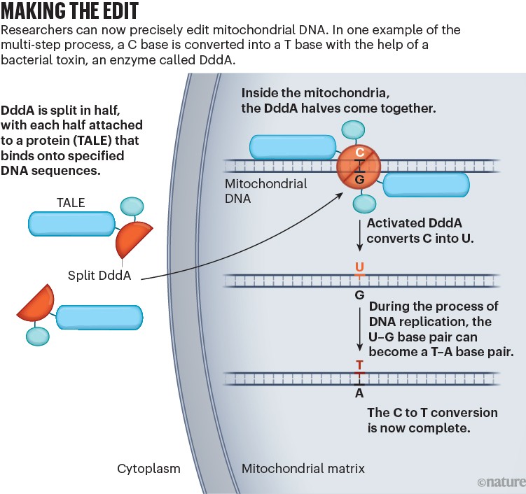 Making the edit: a diagram showing a method of editing base pairs in mitochondrial DNA, using an enzyme DddA attached to a protein TALE, that binds to specified DNA sequences.