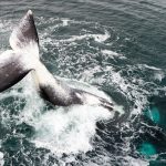 The Dodge Charger Sixpack Gets Its First Mopar Makeover