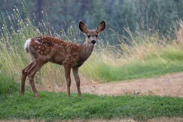 Young deer standing in a grassy field, highlighting concerns about zombie deer disease in southern state emergency response efforts.