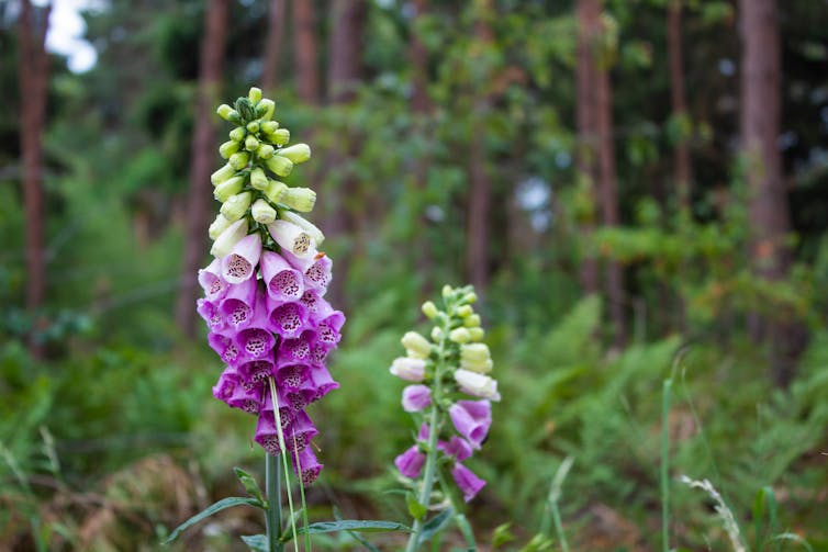 Foxgloves growing in forest