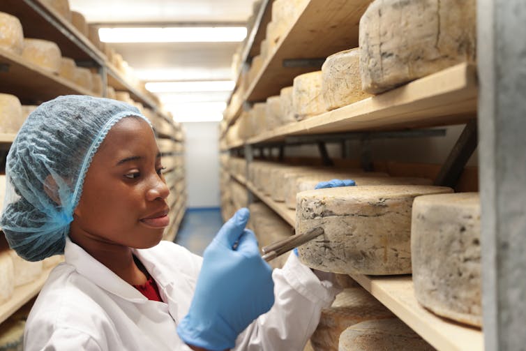 Cheesemaker examining cheeses