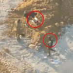 Resident Evil Requiem Pre-Orders Live, Switch 2 Pro Controller And Amiibo Confirmed