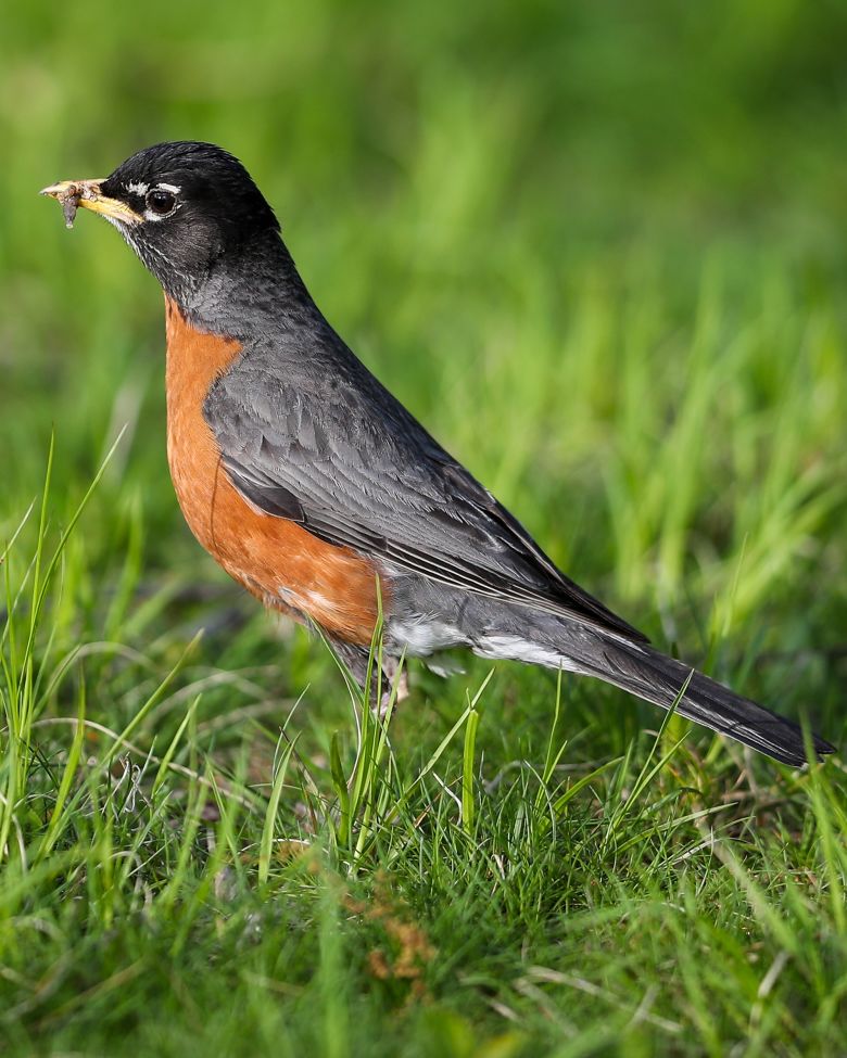 An American robin is seen in New York City.