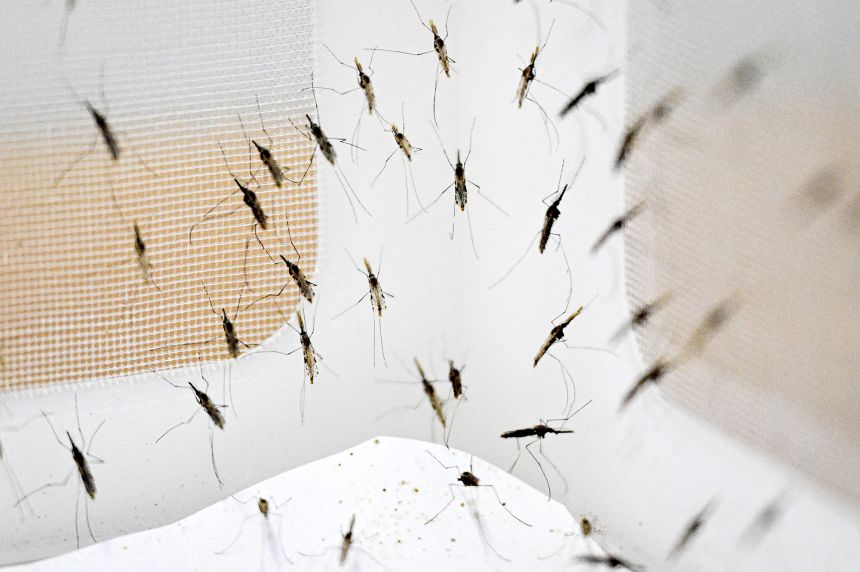 There are over 3,000 species of mosquitoes worldwide, and they have spread to all continents except Antarctica.