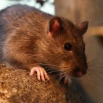 Trump Concedes He’s ‘Not Allowed To Run’ For Third Term—Says It’s ‘Too Bad’