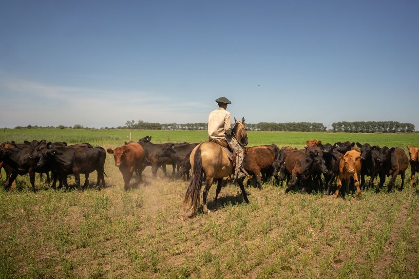 A gaucho gathers cattle on a ranch in Rosario, Argentina, on August 27.