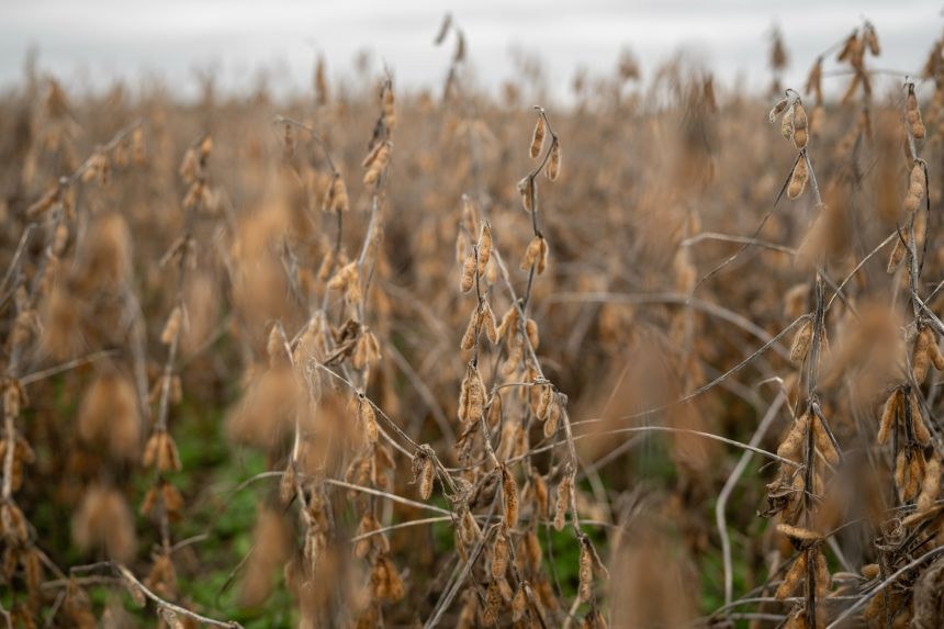 Soybean fields at a farm in Pemberton, New Jersey, on October 14.