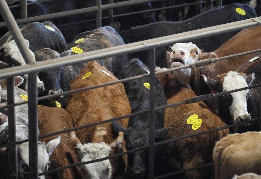 Cattle are shown at the Cattlemen's Columbus Livestock Auction in Columbus, Texas, on October 8.